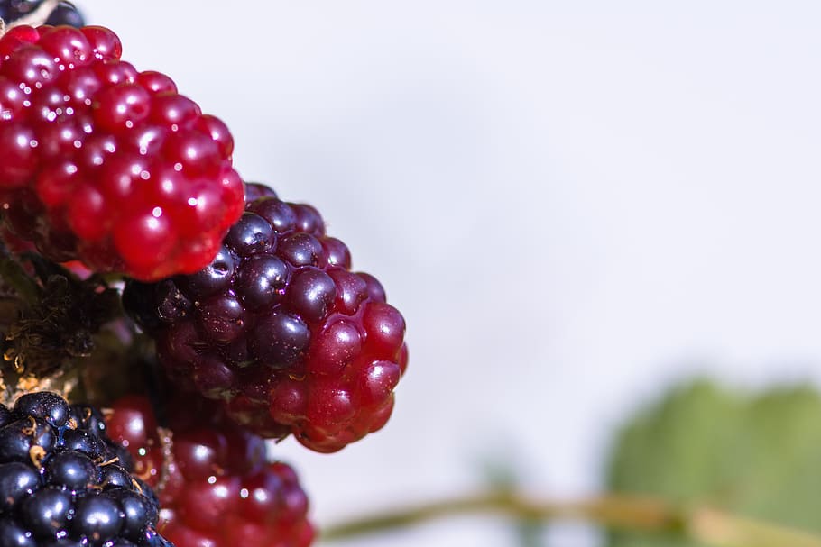 blackberries, bramble, berries, fruits, vitamins, nature, food, vitamin c, fruit, leaves