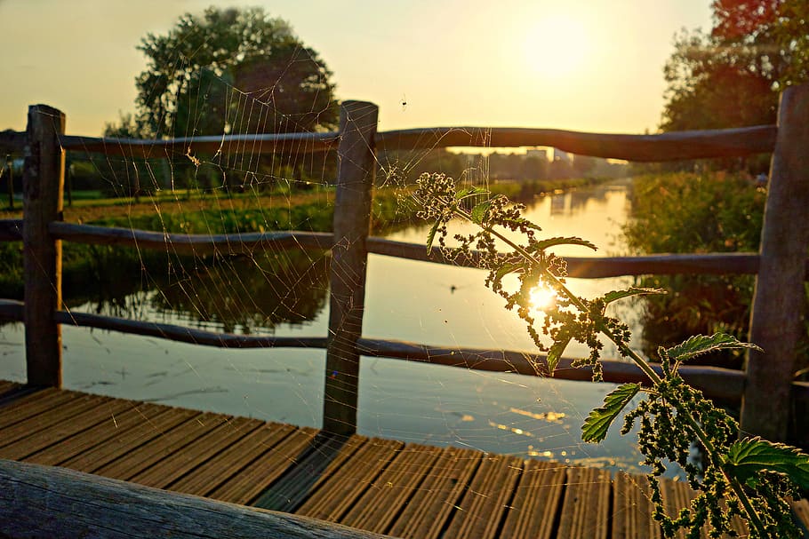 pathway, bridge, wood, river, water, grass, green, trees, plant, nature