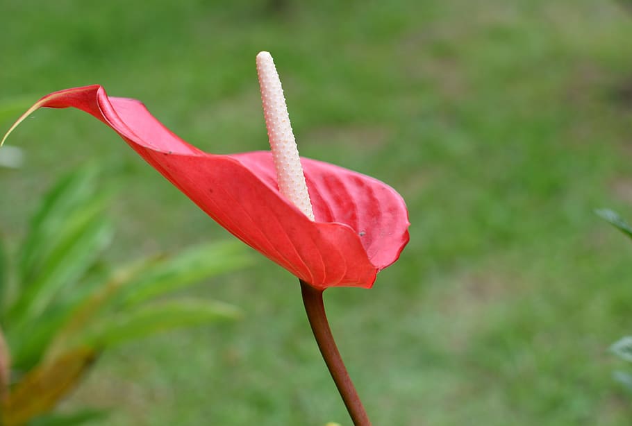 flor, flor anturio, rojo, jardín, naturaleza, planta, planta floreciendo,  belleza en la naturaleza, vulnerabilidad, crecimiento | Pxfuel