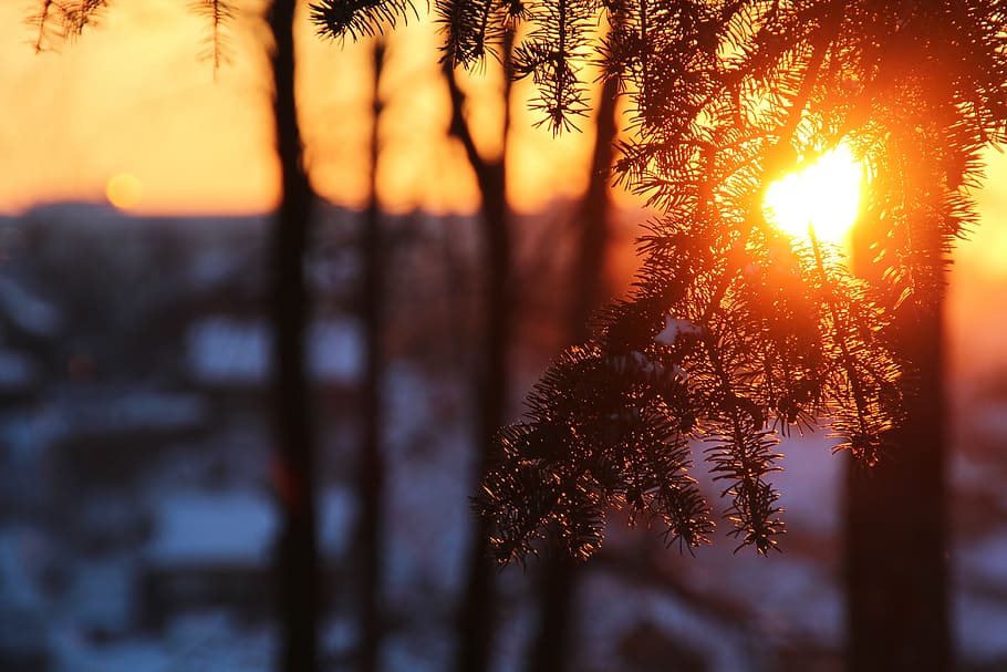 sol, invierno, al aire libre, luz solar, árbol, frío, rayo de sol, vibrante, iluminado, amanecer