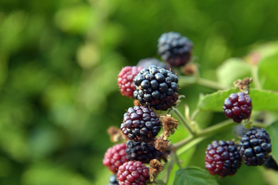 bush, fruit, blackberries, nature, berries, bramble, immature, food, healthy, blackberry
