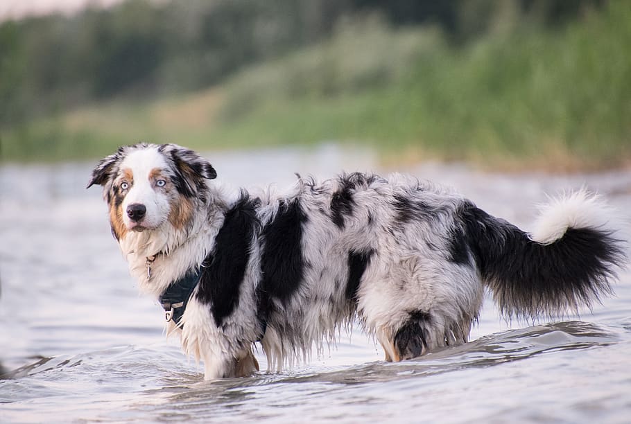 dog, animal, mammal, pet, cute, water, lake, wet, swim, german longhaired pointer