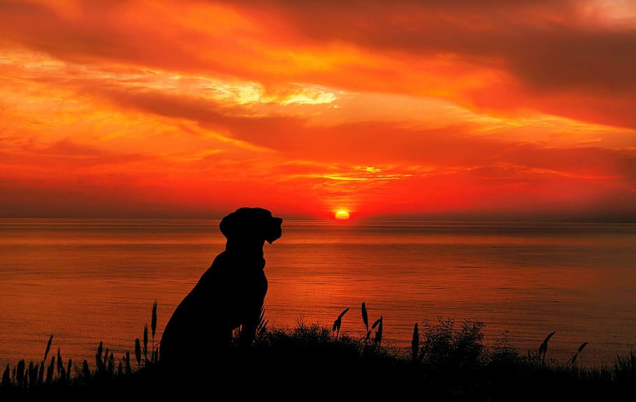 bertanya-tanya, anjing, matahari terbenam, hewan, outdoor, musim panas, hati, pemandangan, alam, indah