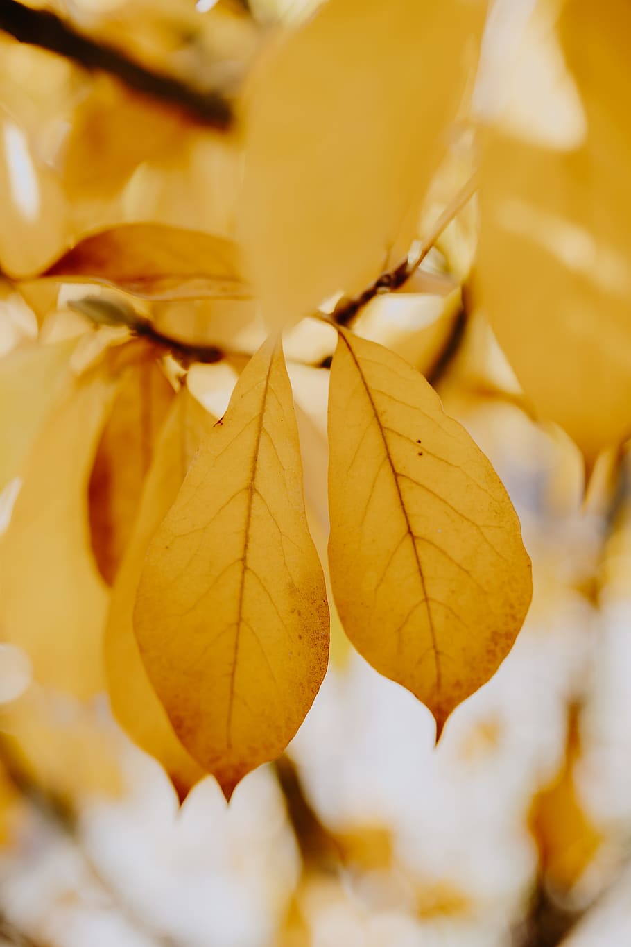 kuning, daun, magnolia, musim gugur, oranye, alam, close-up, bagian tanaman, tidak ada orang, perubahan