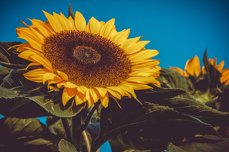 sunflower, flower, helianthus annuus, bright, colorful, plant, flora, blossom, bloom, yellow