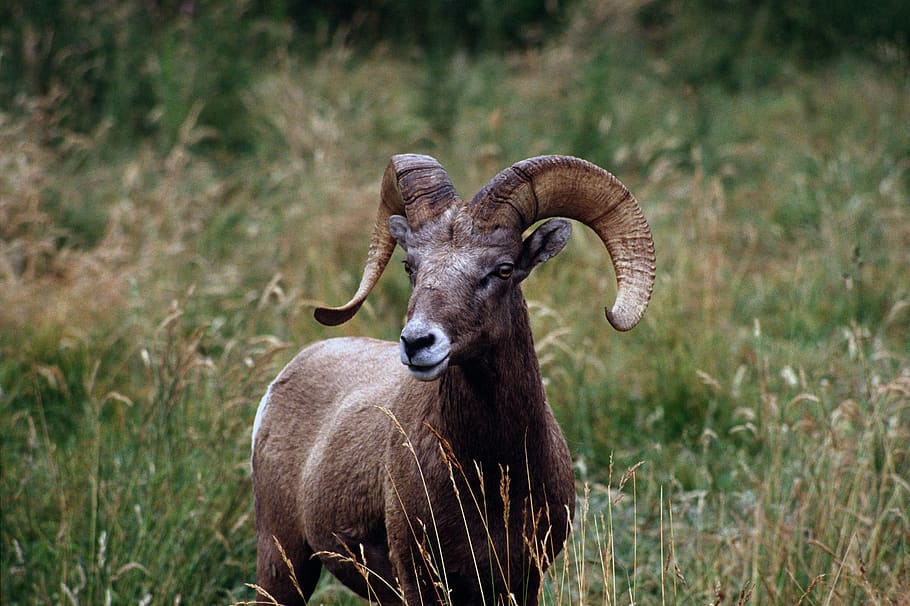 bighorn, sheep, ram, wildlife, nature, wild, rocks, standing, looking, portrait