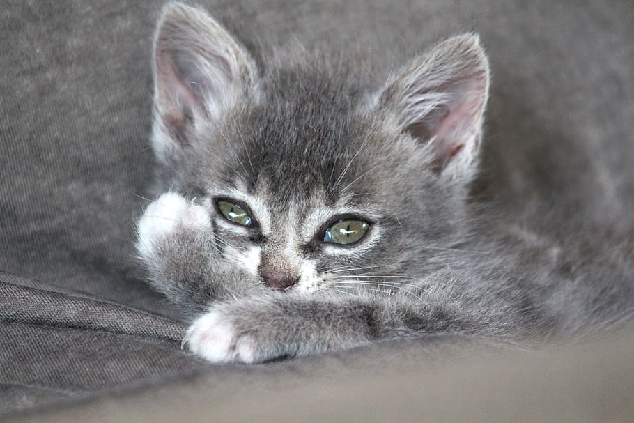 Chartreux Hibrido Gato Gato Bebe Mascota Gatito Animal Mamifero Mieze Animal Joven Pxfuel