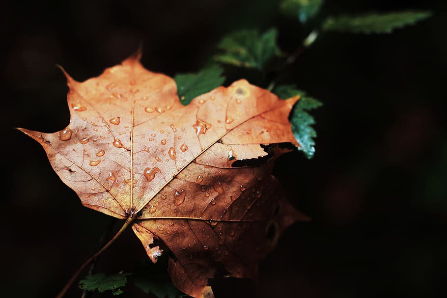 maple leaf, wet, rain, drops, nature, forest, dark, leaf, plant part, autumn