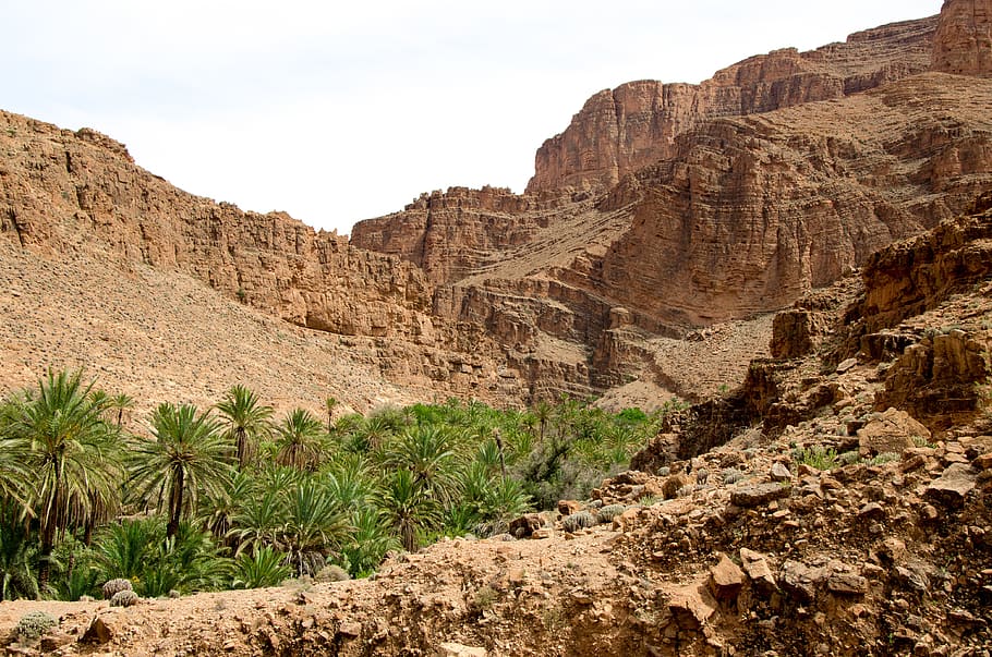 oasis, desert, morocco, nature, fruitful, palm trees, source, camels, sahara, landscape