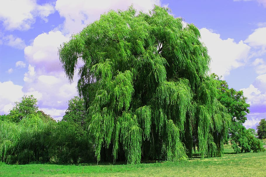 menangis willow, pohon, padang rumput, taman, pemandangan, hijau, tergantung, romantis, tanaman, warna hijau