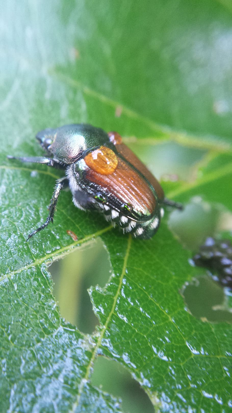 kumbang pada selentingan., kumbang, embun, selentingan, serangga, kutu, basah, satwa liar hewan, tema hewan, hewan