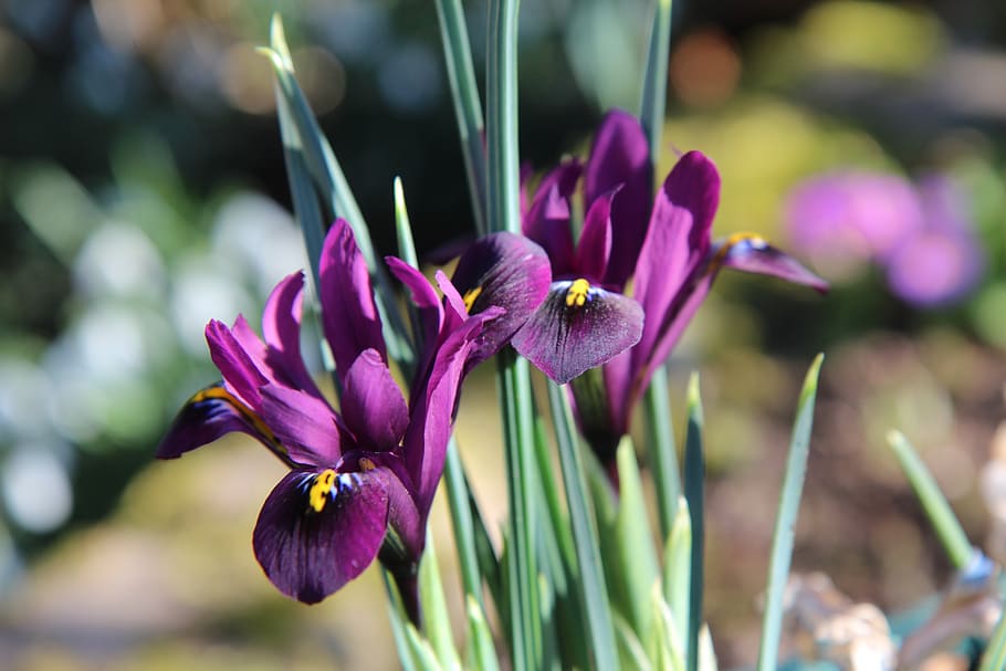 iris, iris morado, floración, bulbo, flor, planta floreciendo, planta,  vulnerabilidad, fragilidad, crecimiento | Pxfuel