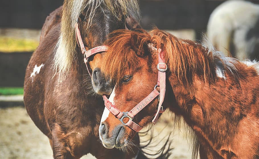 poni, caballos, pareja, besuqueo, juego, gracioso, animal, caballitos de mar, naturaleza, lindo