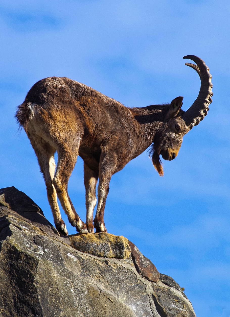 capricorn, alpine, kambing, memanjat, alpine ibex, pegunungan, bertanduk, tanduk, batu, hewan