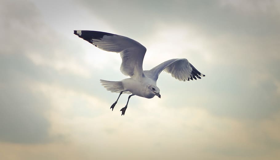 seagull, flying, sky, cloudy, background, wildlife, wing, bird, bird flying, close-up