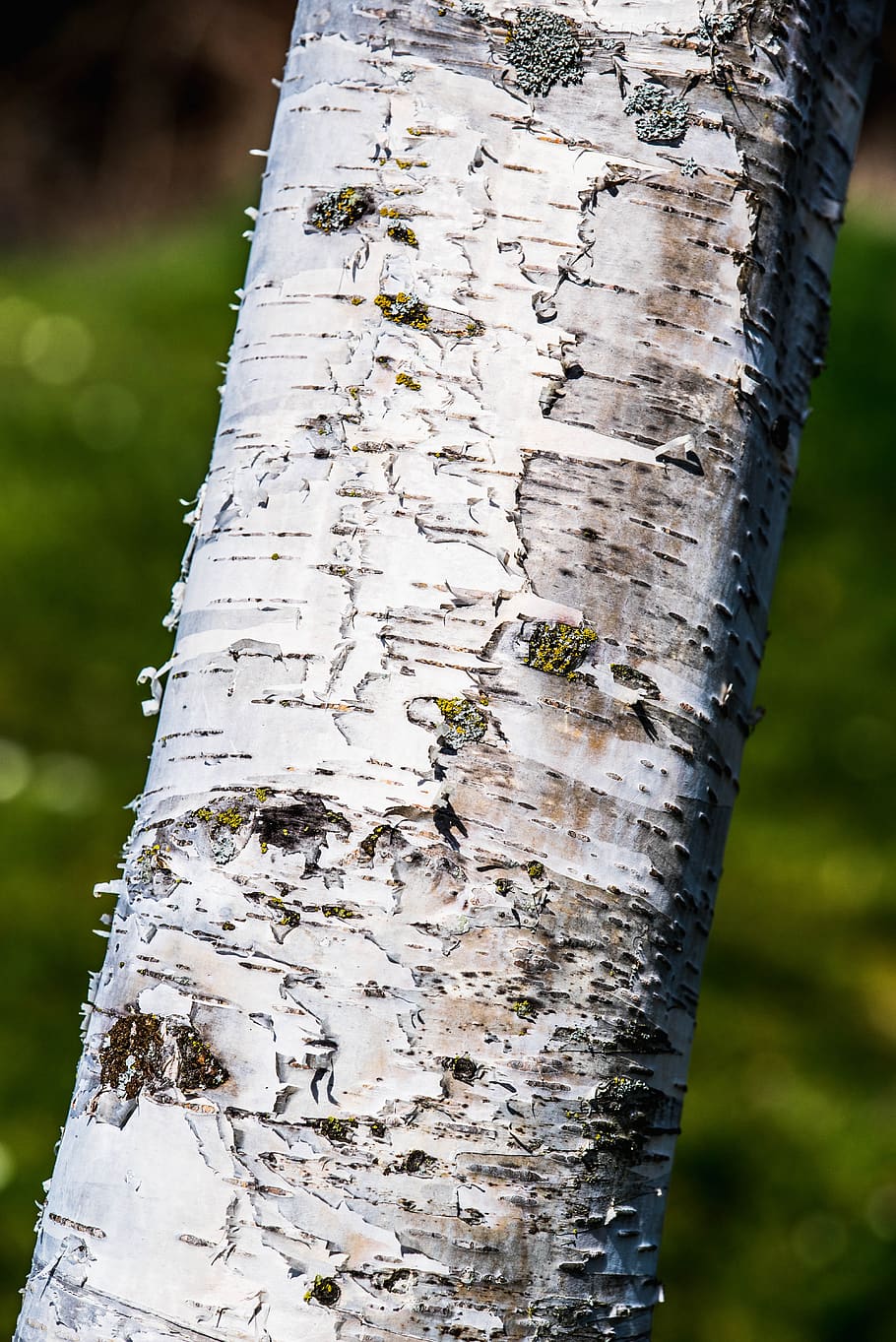 nature, close up, white, garden, birch, tree, background, bark, spring, log