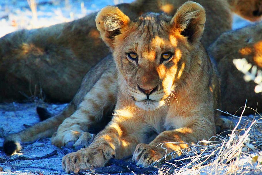 leones en áfrica, animalesNaturaleza, áfrica, africano, gato grande, gato, leones, depredador, safari, salvaje
