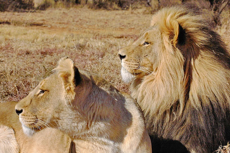 lion, lions couple, pair, cat couple, cat, brown, king, africa, big cat, safari