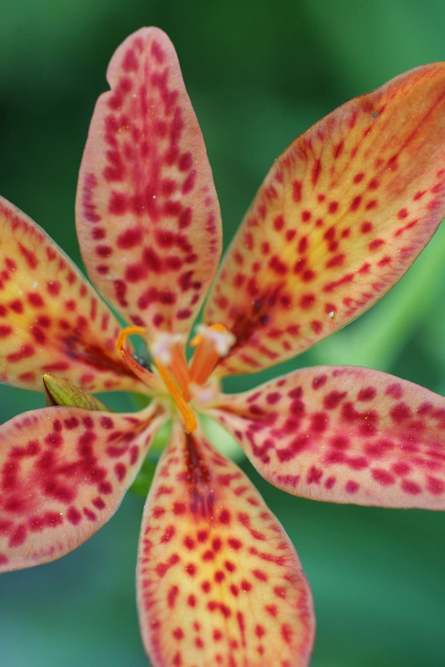 blackberry lily, flower, bloom, garden, nature, speckled, red, yellow, colorful, summer