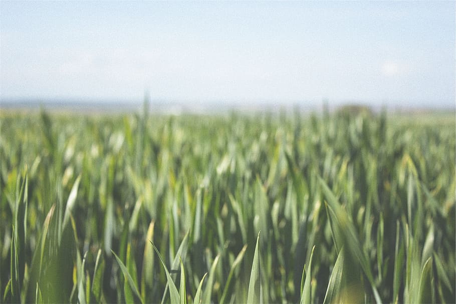 farm, fields, crops, green, rural, agriculture, crop, cereal plant, landscape, field