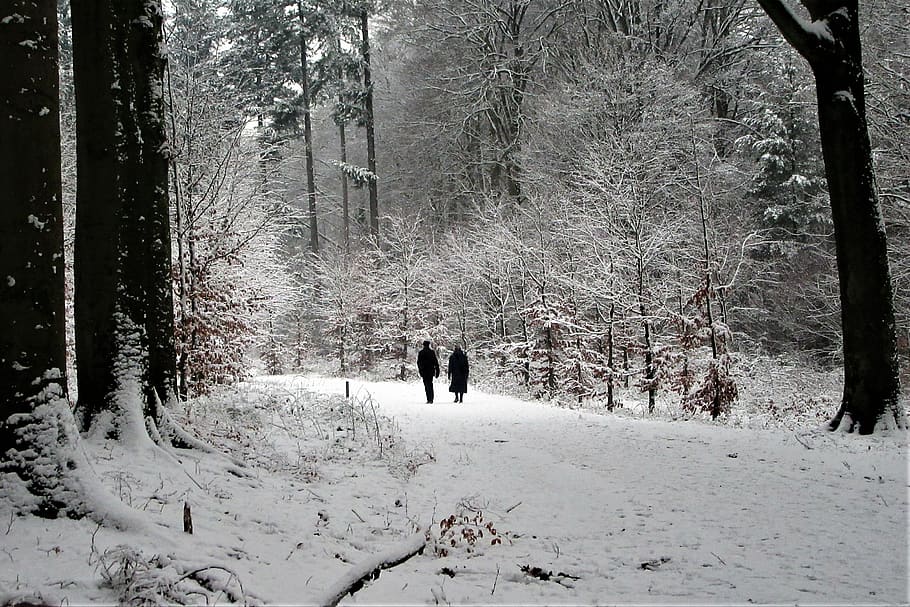couple, seniors, hiking, snow, forest, love, elderly, harmony, two, together