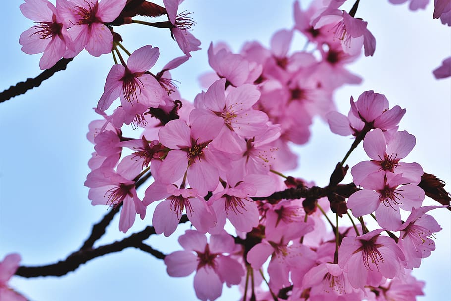 ornamental cherry, cherry blossoms, flowering twig, cherry tree, branch, blossom, bloom, pink, spring, the spring messenger