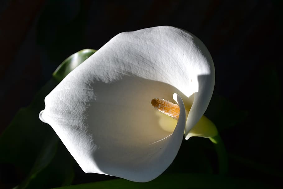 flor, cala, cartucho, flor blanca, macro, pétalo, planta floreciendo,  belleza en la naturaleza, vulnerabilidad, inflorescencia | Pxfuel