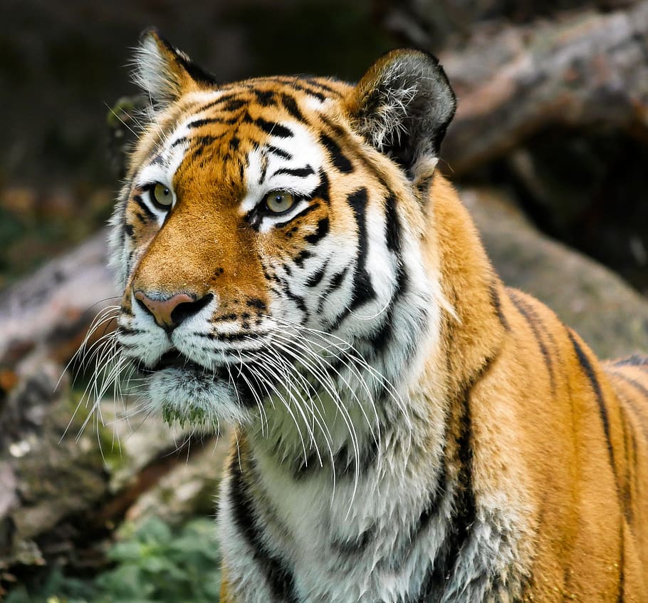 animal, tiger, big cat, amurtiger, cat, predator, dangerous, siberian tiger, whiskers, pride