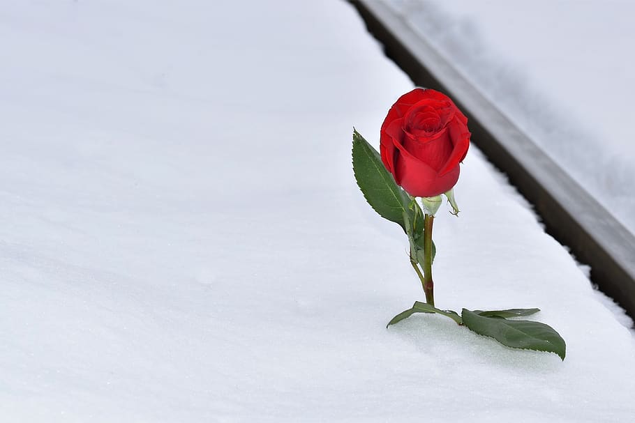 rosa vermelha na neve, inverno, estrada de ferro, amor perdido, condolências, lembrança, falta, falta cruel, dor, sensação de desesperança