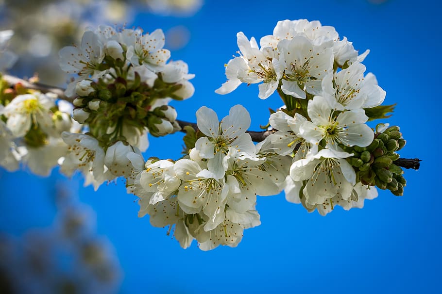 flowers, cherry blossoms, spring, bloom, white, blue sky, tree, plant, pink, nature