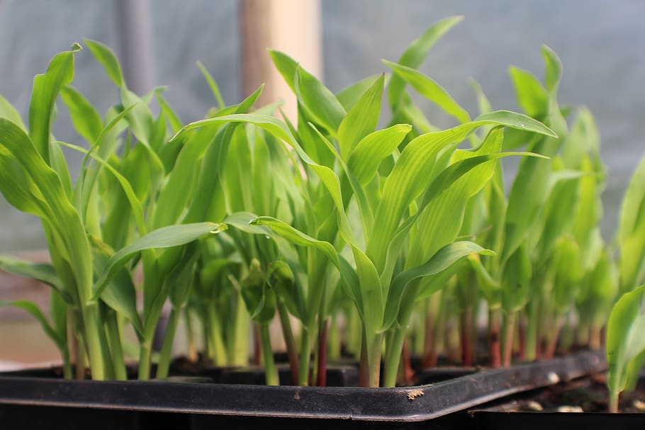 corn, seed starting in container, growing corn, corn seedlings, seedling, farming, growing, plant, agriculture, maize