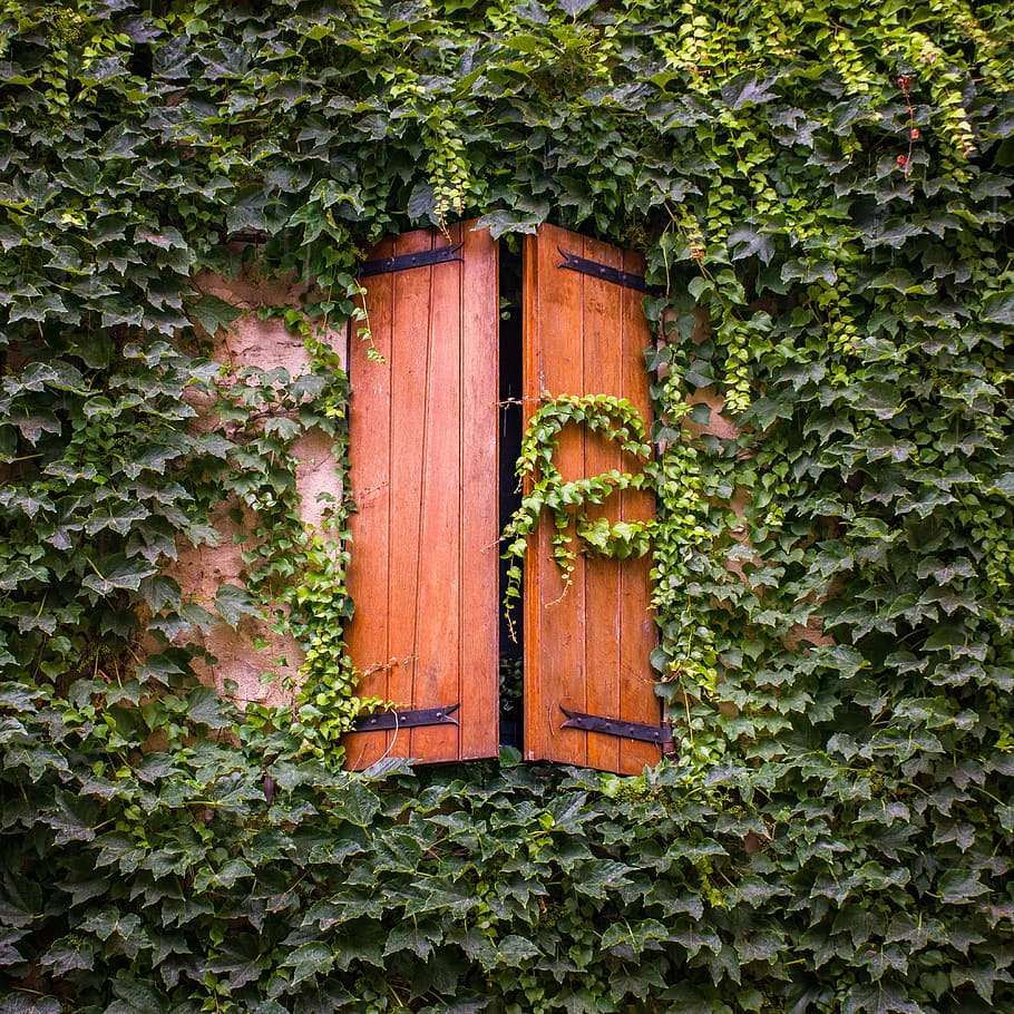 french windows, ivy, greenery, wooden shutters, window, provencal, provence, france, europe, south of france