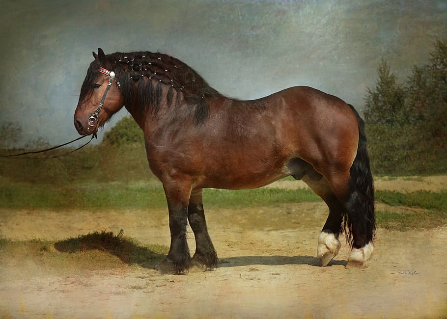 horse, equine, draft, draft horse, stallion, draft stallion, polish draft stallion, bay stallion, bay draft, bay draft horse
