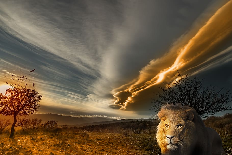 lion, animal, prairie, landscape, sun, tawny, wild, sky, cloud - sky, mammal