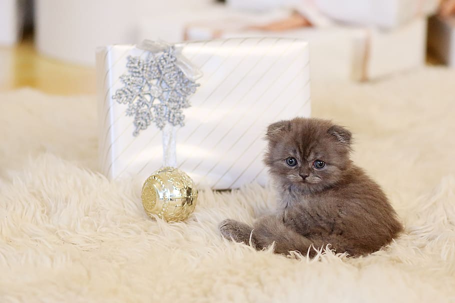 cat, kitten, new year's eve, gift, furry, cute, pet, little, animal, home
