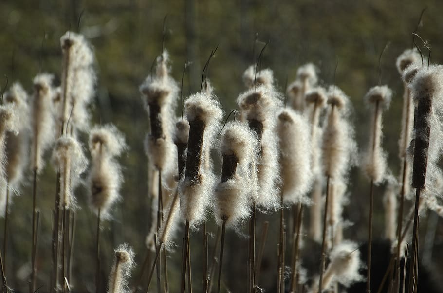 cattail, reed, flying seeds, pond plant, plant, tube piston greenhouse, seeds, lampenputzer, pond, growth