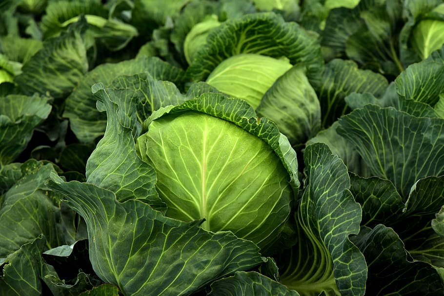 kohl, herb, white cabbage, cultivation, vegetables, healthy, vitamins, winter vegetables, vegan, vegetarian