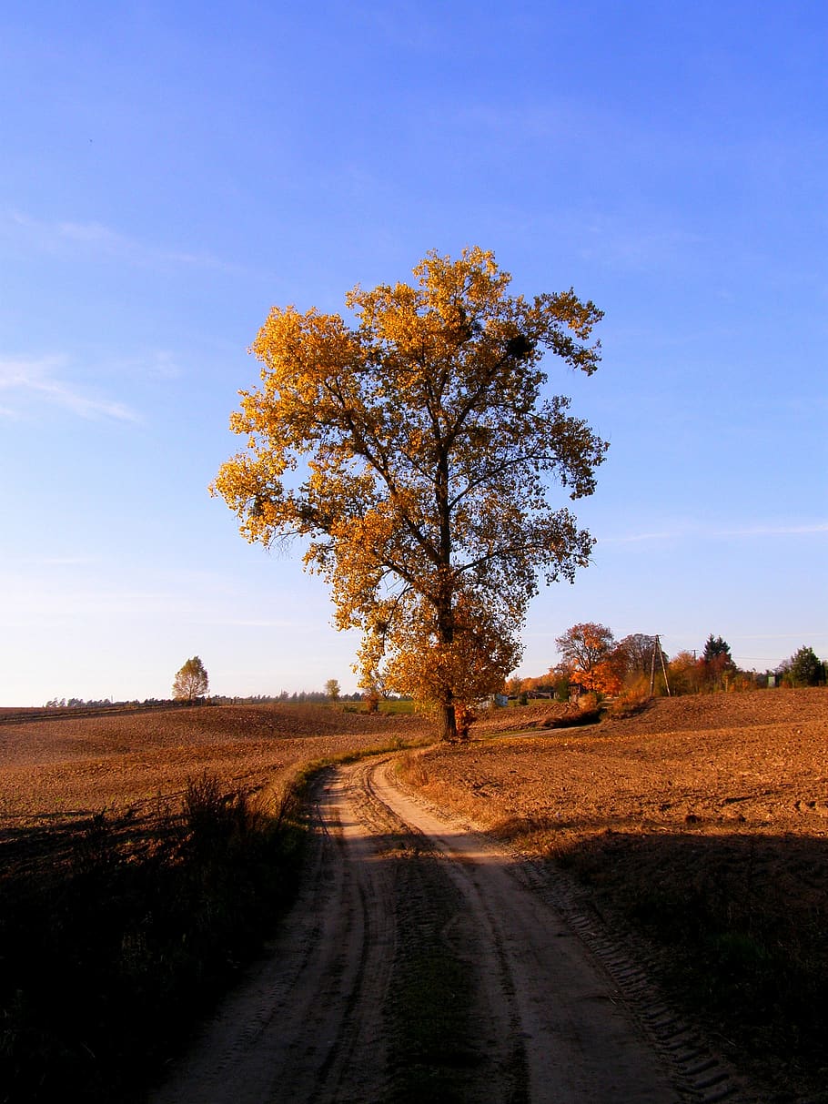 Село дерева. Деревенский пейзаж. Деревья в деревне. Деревья в селе. Села на дерево.