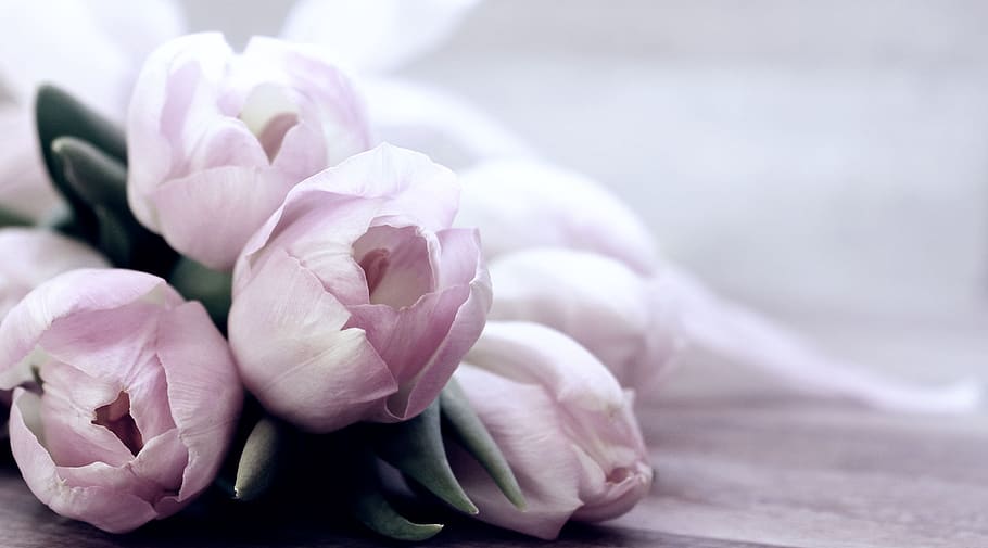 tulips, tulipa, flowers, schnittblume, breeding tulip, spring, early bloomer, soft pink, tender, spring flower
