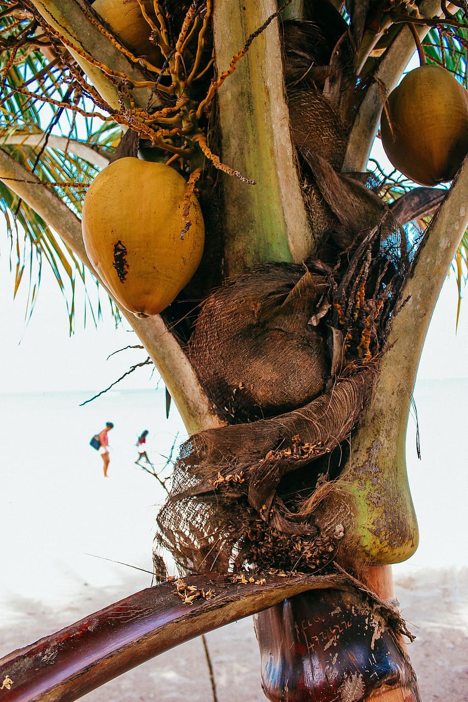 close, coconut tree, beach, branch, bush, drink, green, hanging, outdoors, plant