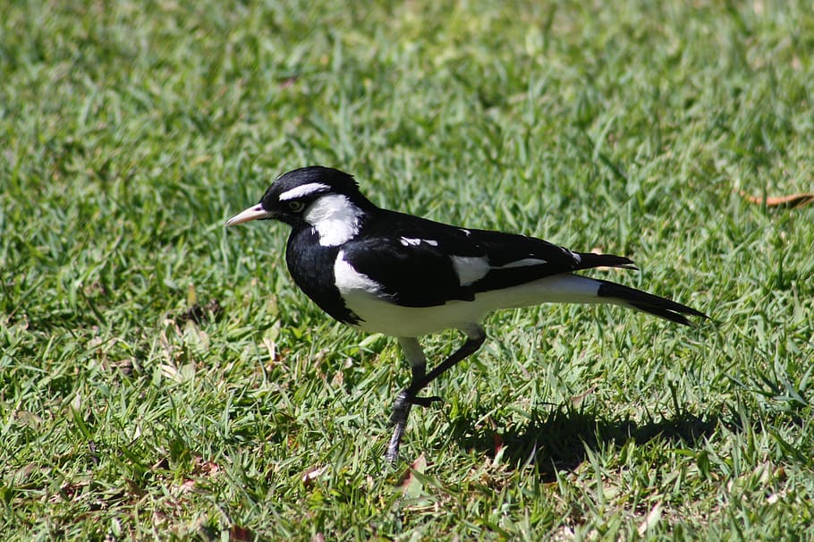 magpie lark, bird, pied, black, white, garden, brisbane, australia, fauna, wildlife