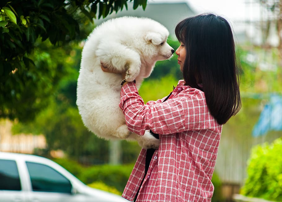 pets, dog, samoyed, satsuma, girls, female, man and beast, togetherness, love, domestic