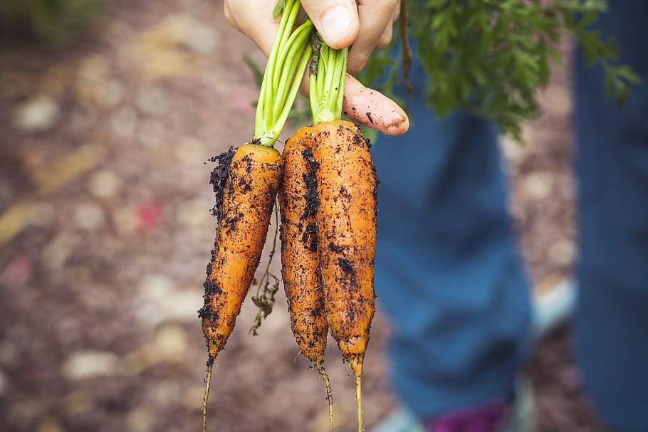 carrots, vegetables, food, healthy, fresh, nutrition, raw, bio, ingredients, harvest