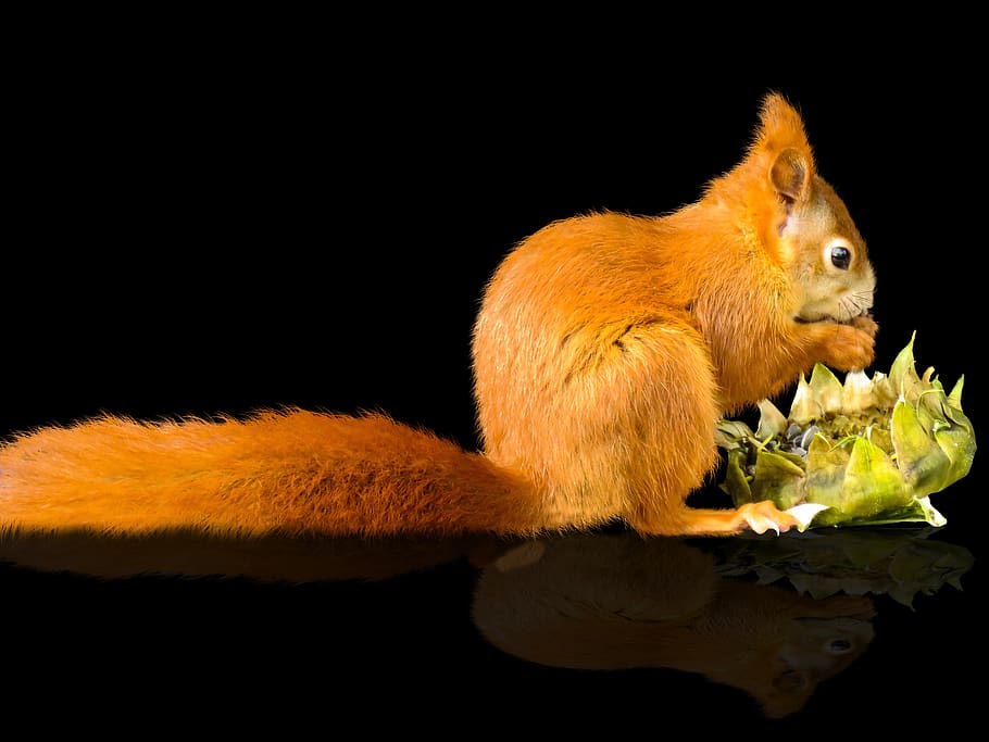 animals, nager, squirrel, animal world, mammal, cute, sunflower, cores, food, exemption