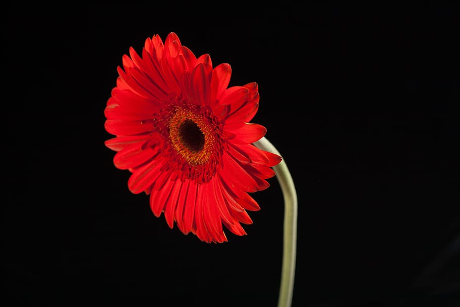 beautiful, red, gerbera, stem, isolated, black, closeup, flower, nature, nobody