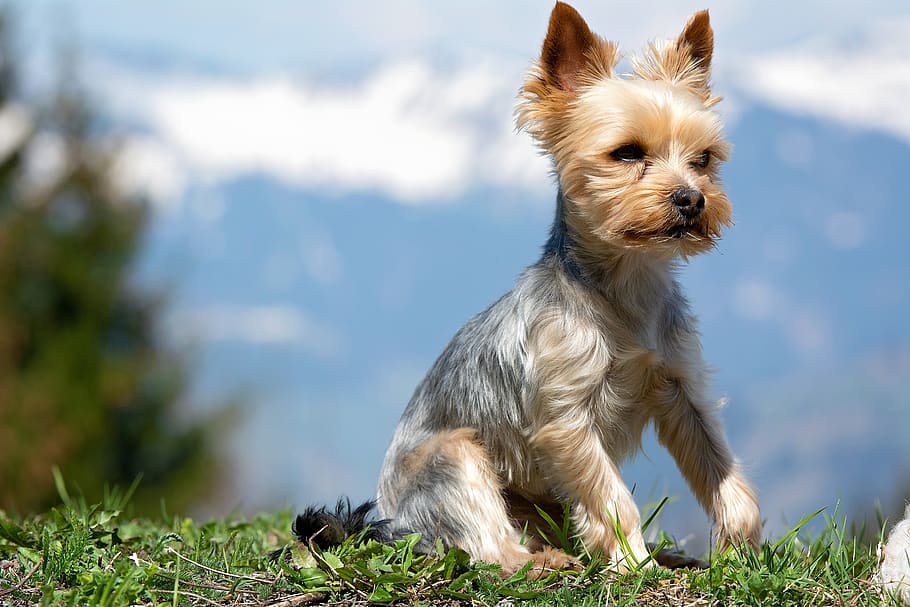 dog, small, animal, pet, small dog, yorki, terrier, yorkshire terrier, purebred dog, seat