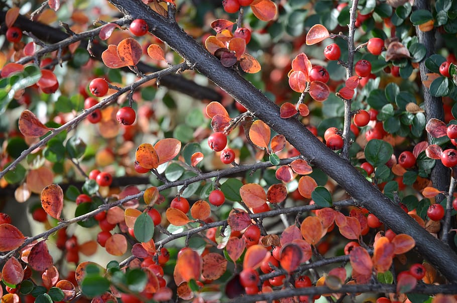 cotoneaster, berry, autumn, red, green, garden, background, plant, branch, color