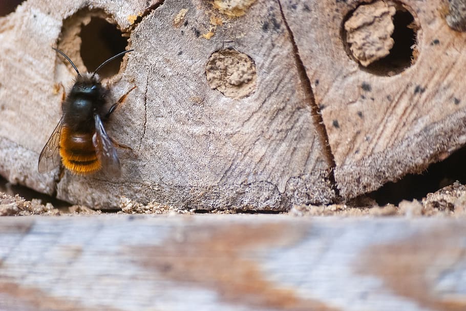 nature, wood, house, insect, bee, native, wild, animal, normandy, france