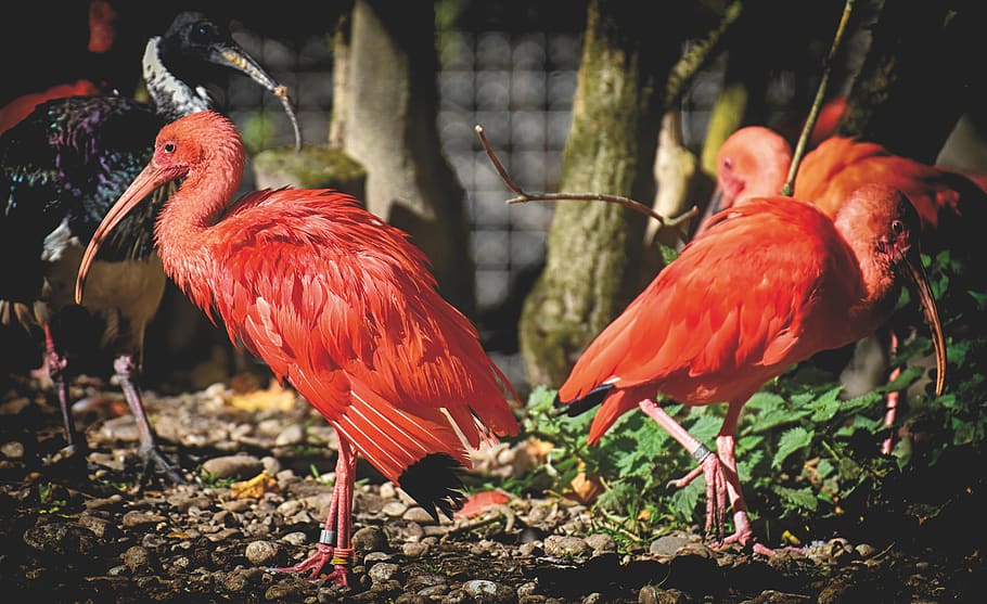 ibis, eudocimus ruber, scarlet ibis, red ibis, plumage, zoo, animal, tierpark hellabrunn, animal themes, bird