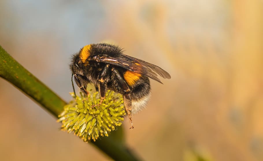 heath-the bumble bee, kryptarum-the bumble bee, hymenoptera, hummel, bombus, serangga, willow catkins, mengisap madu, penyerbukan, rambut